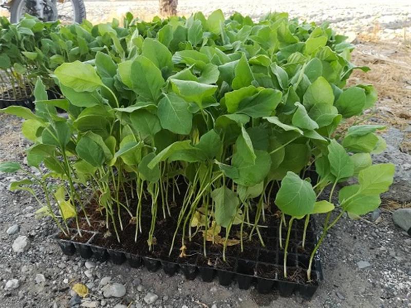 آغاز اجرای پروژه تحقیقی ترویجی كشت نشا بادمجان در راستای پروژه انتخاب لاین خالص از بادمجان میناب
